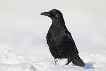 Carrion crow, Corvus corone