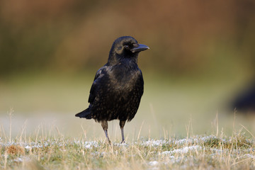 Carrion crow, Corvus corone