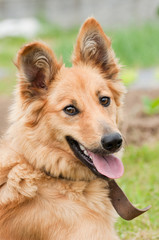Basque shepherd dog portrait