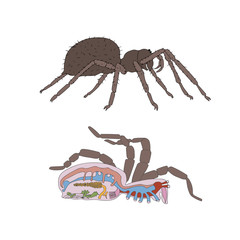 zoology, anatomy, morphology, cross-section of spider