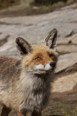 portrait of a fox
