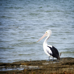 Pelican