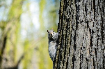 Squirrel looking