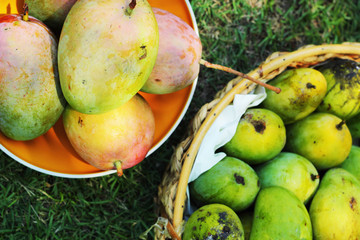 Ripe mango on green grass