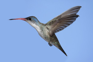 Naklejka premium Violet-crowned Hummingbird (Amazilia violiceps)
