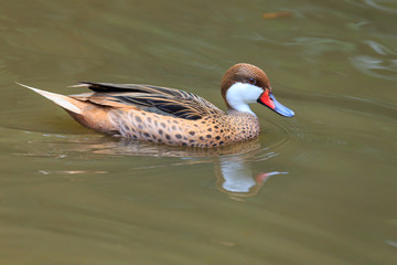 Lesser whistling duck,
