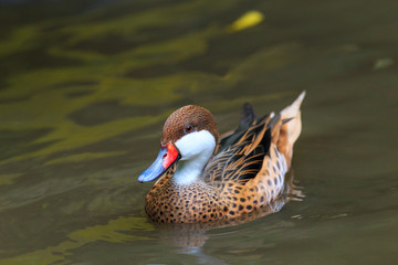 Lesser whistling duck,