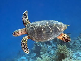 Abwaschbare Fototapete Schildkröte Karettschildkröte