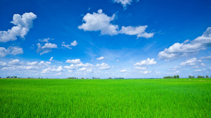 green field with blue sky