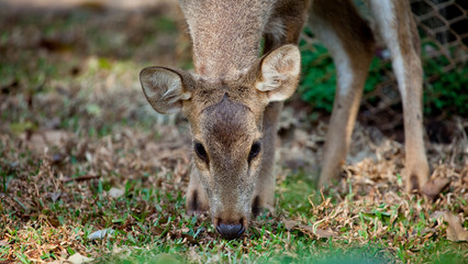 Deer in the farm.