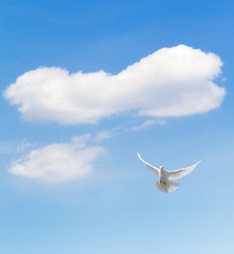 White dove flying in the sky.