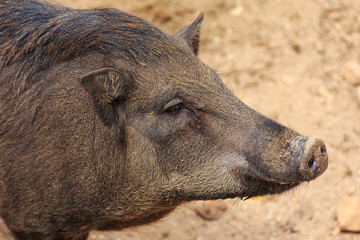 Wild boar