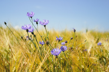 blue cornflowers in the wheat field