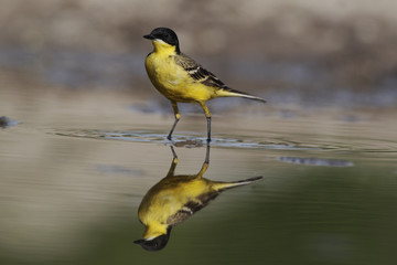 Black-headed wagtail, Motacilla flava feldegg