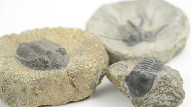 Rack focus on three Trilobite