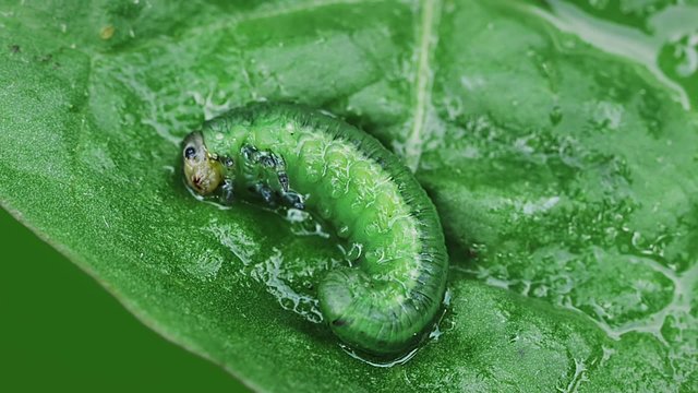 Larva on a leaf.