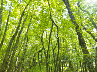 forest trees background. nature green wood sunlight.