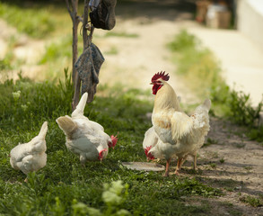 white chicken on green grass in village in Crimea Ukraine.