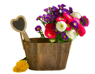 Fototapeta na wymiar aster flowers in wooden pot