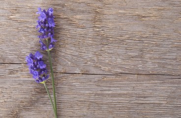 lavender on wood