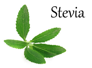 Stevia Rebaudiana leaves isolated on white background
