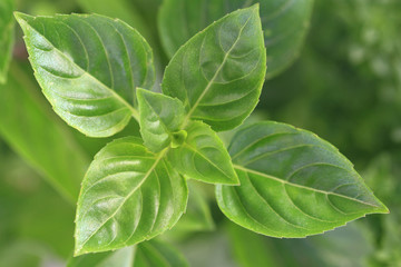  Close up of fresh Greek basil leaves
