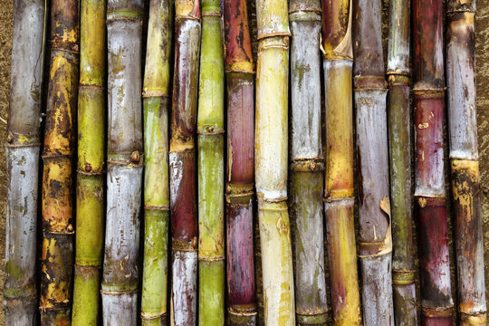 Diff&eacute;rentes vari&eacute;t&eacute;s de canne &agrave; sucre r&eacute;unionnaises