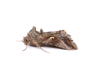 Close-up moth isolated on a white background