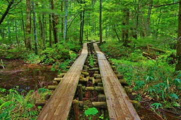 BOARDWALK into the verdure 緑の森へ