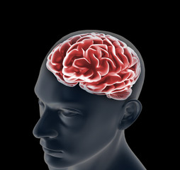 Obraz premium Male anatomy of human brain