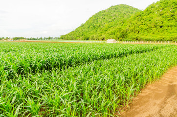 Corn farm in the countryside Thailand