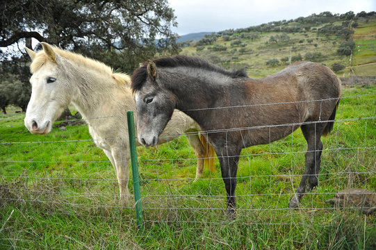 Dos mulas en el campo