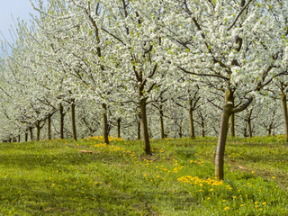 Blühende Obstbäume im Frühling