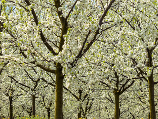 Blühende Obstbäume im Frühling