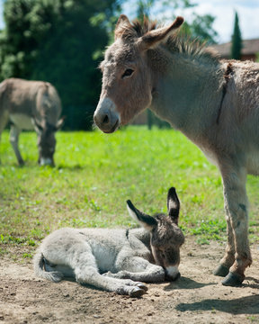 A friendly mother and baby donkey relaxing in the meadow.