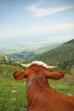 Kuhblick auf den Chiemsee