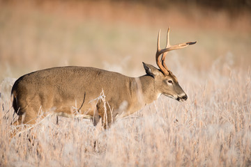 White-tailed deer bucks sparring