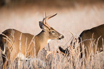 White-tailed deer bucks sparring
