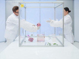 experimenting with biological matter in sterile chamber