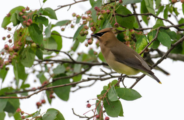 Fototapeta premium Cedar waxwing