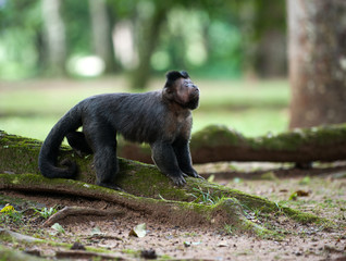 Tufted Capuchin