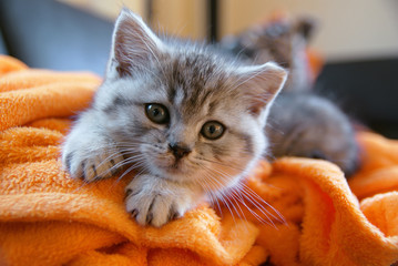 Plakaty  Mały szary kot leżący na pomarańczowym kocu na kanapie