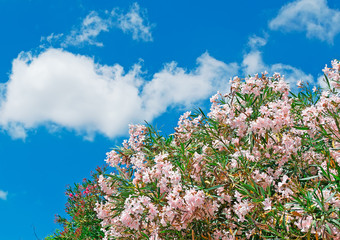 pink oleanders