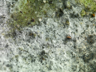 green and white mold detail