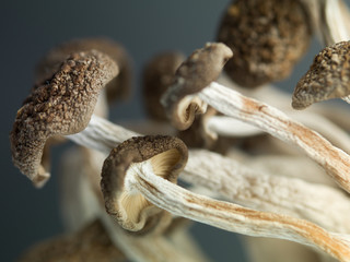 concept detailed image showing delicate enoki mushrooms