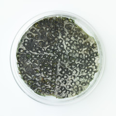green mold in a petri dish