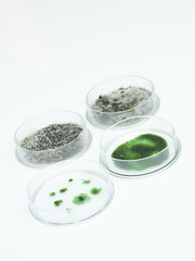 different development stages of mold
