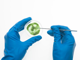 two hands analysing a mold sample