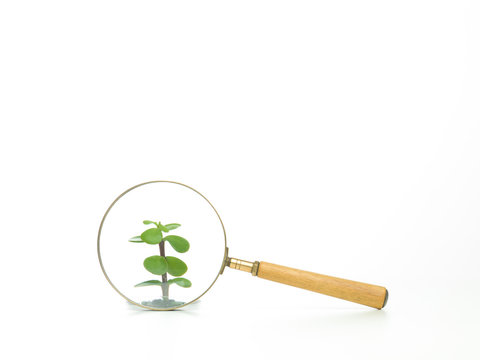 Studying A Plant Through A Magnifying Glass