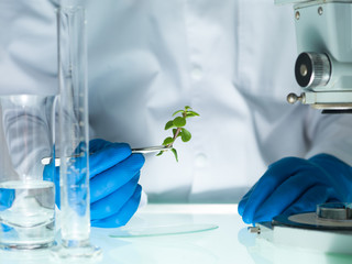 analyzing a plant in the lab